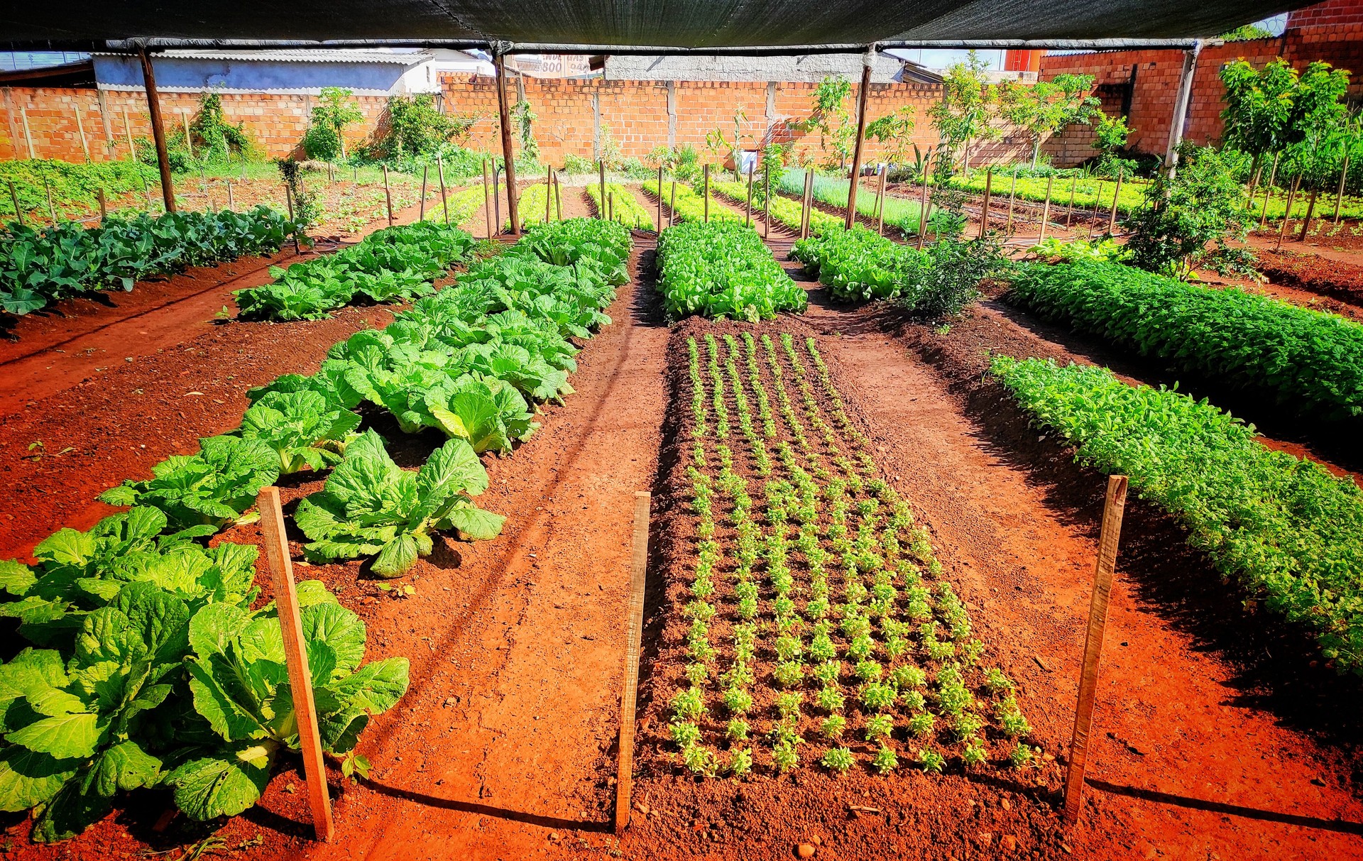 Vegetables in the Neighborhood